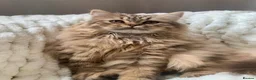 British Shorthair cats for sale: ✨Pedigree golden British shorthair chocolate lilac - Advert 12