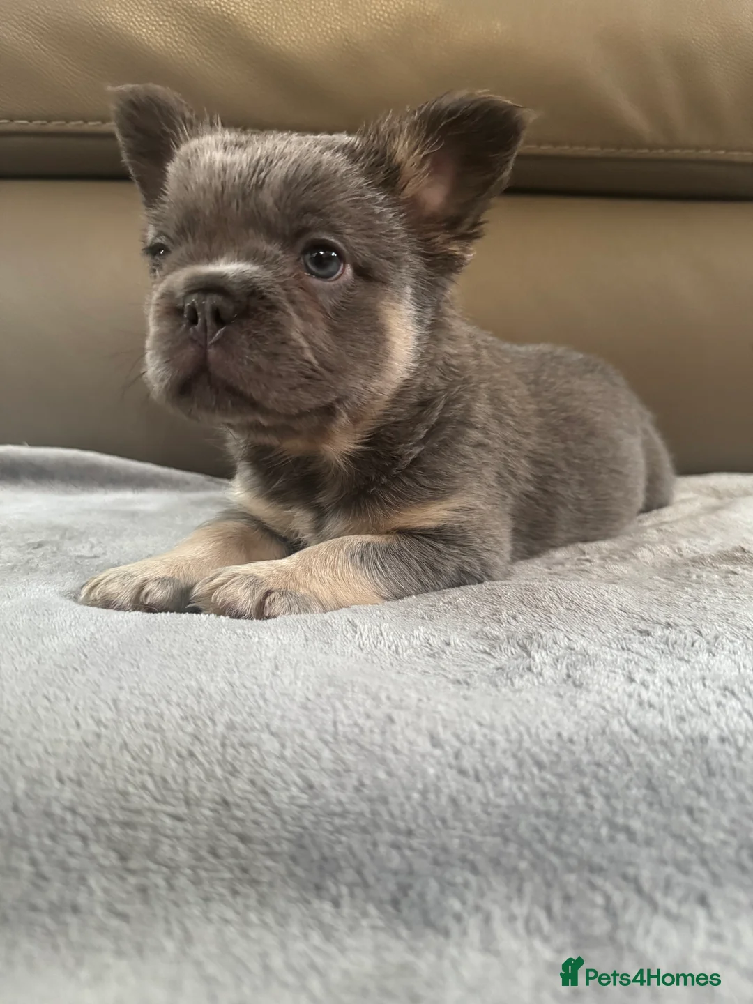 French Bulldog dogs for sale: Quality French bulldog puppies - Advert 2