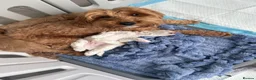 Jackapoo dogs for sale: Jacapoo puppies - Advert 8
