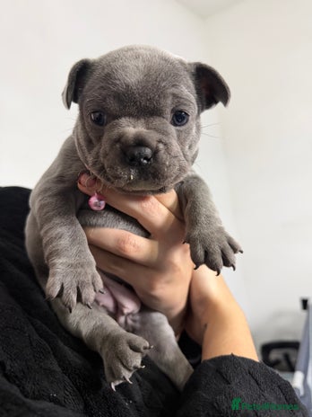 French Bulldog dogs - Advert 3