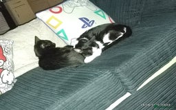 British Shorthair cats for sale: Two male cats Rio and Shadow  - Image 4
