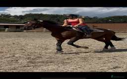 Irish Sports horses for sale: Teens horse / mother / daughter share - Image 16