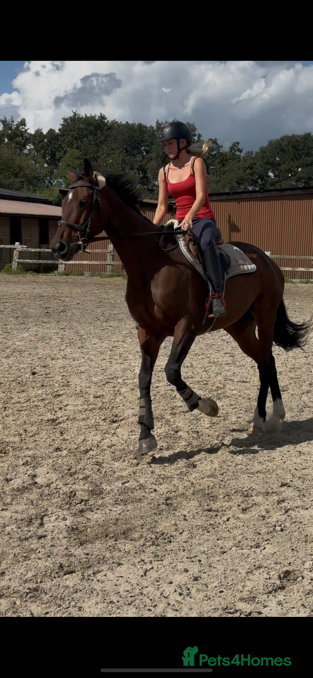 Irish Sports horses for sale: Teens horse / mother / daughter share - Image 16