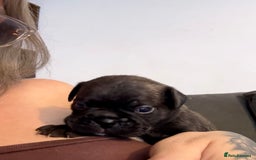 Frug dogs for sale: Puppies  - Image 3