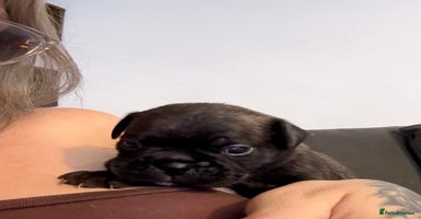 Frug dogs - Advert 12