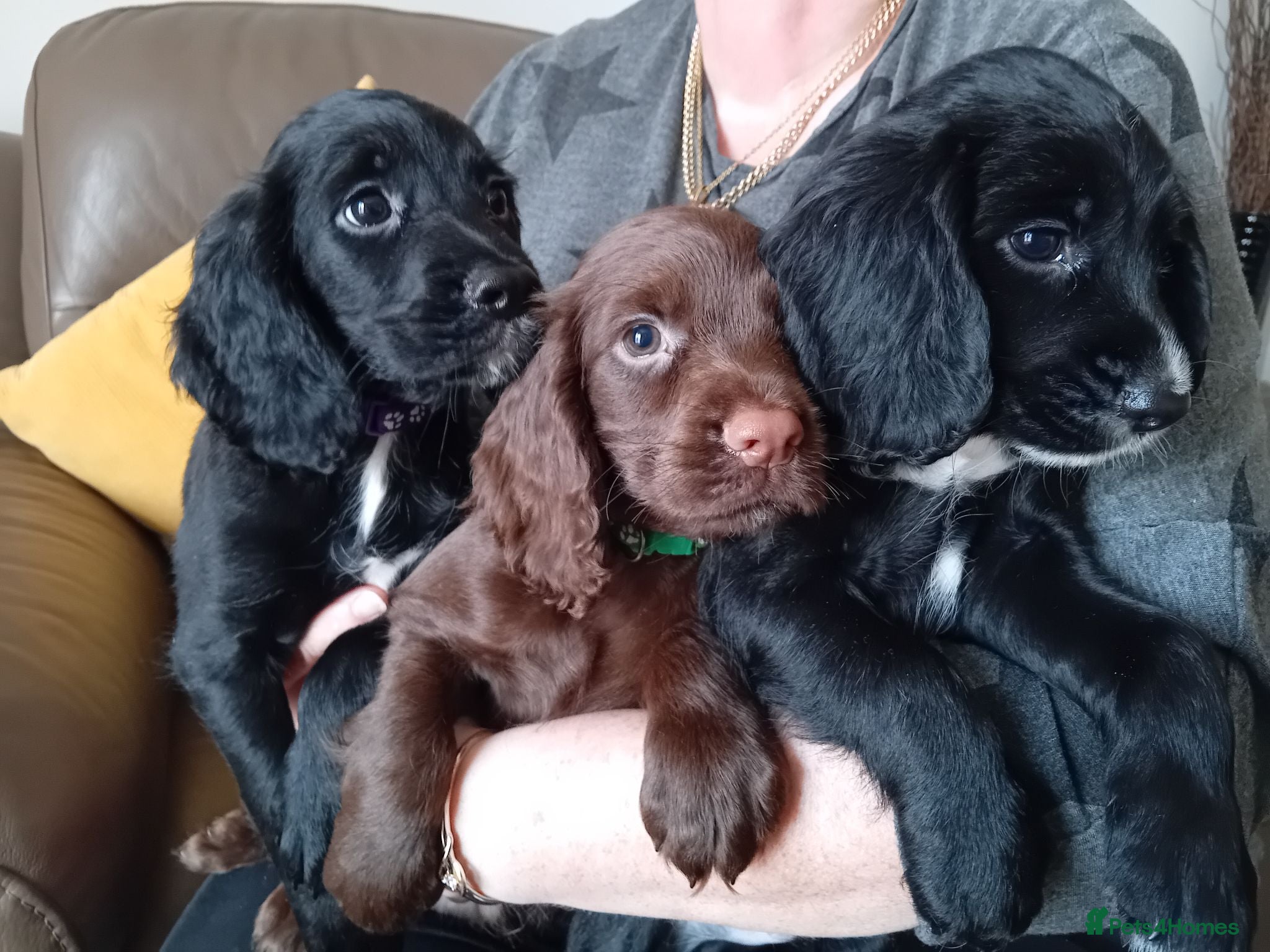 Sprocker dogs Beautiful Sprocker Puppies  - Advert 1