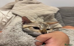 Bengal cats for sale: Pure Bengal Kitten For sale!! - Image 3