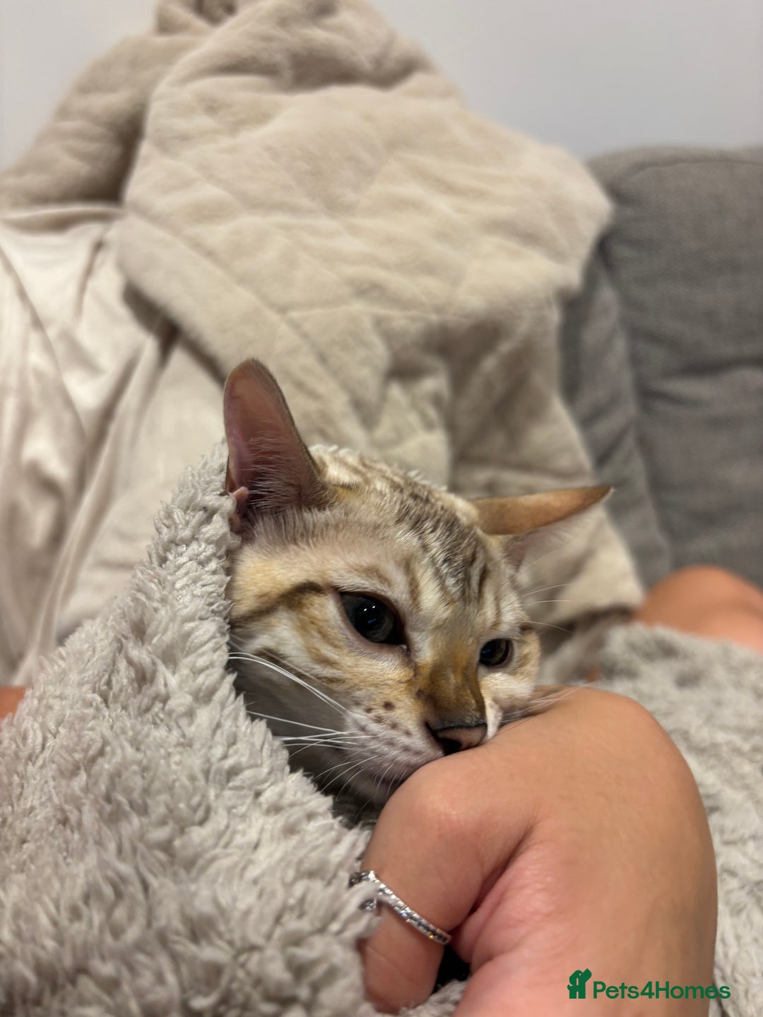 Bengal cats for sale: Pure Bengal Kitten For sale!! - Image 3
