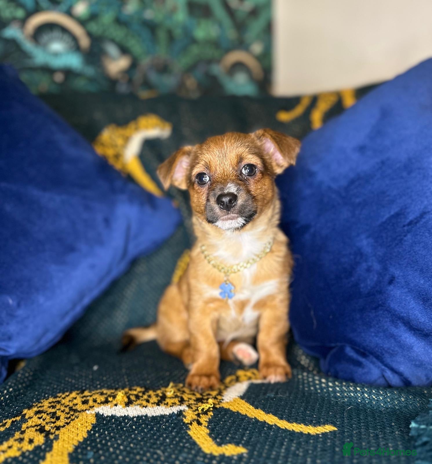 Jack Russell dogs Mini jack Russell / terrier babies, last girls  - Advert 14