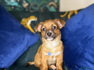 Jack Russell dogs Mini jack Russell / terrier babies, last girls - Advert 14