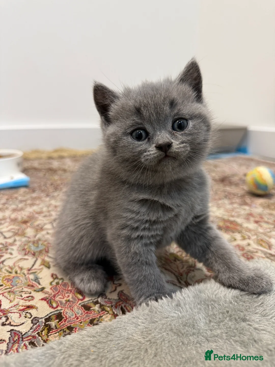British Shorthair cats for sale: British Shorthair Kittens - Advert 3
