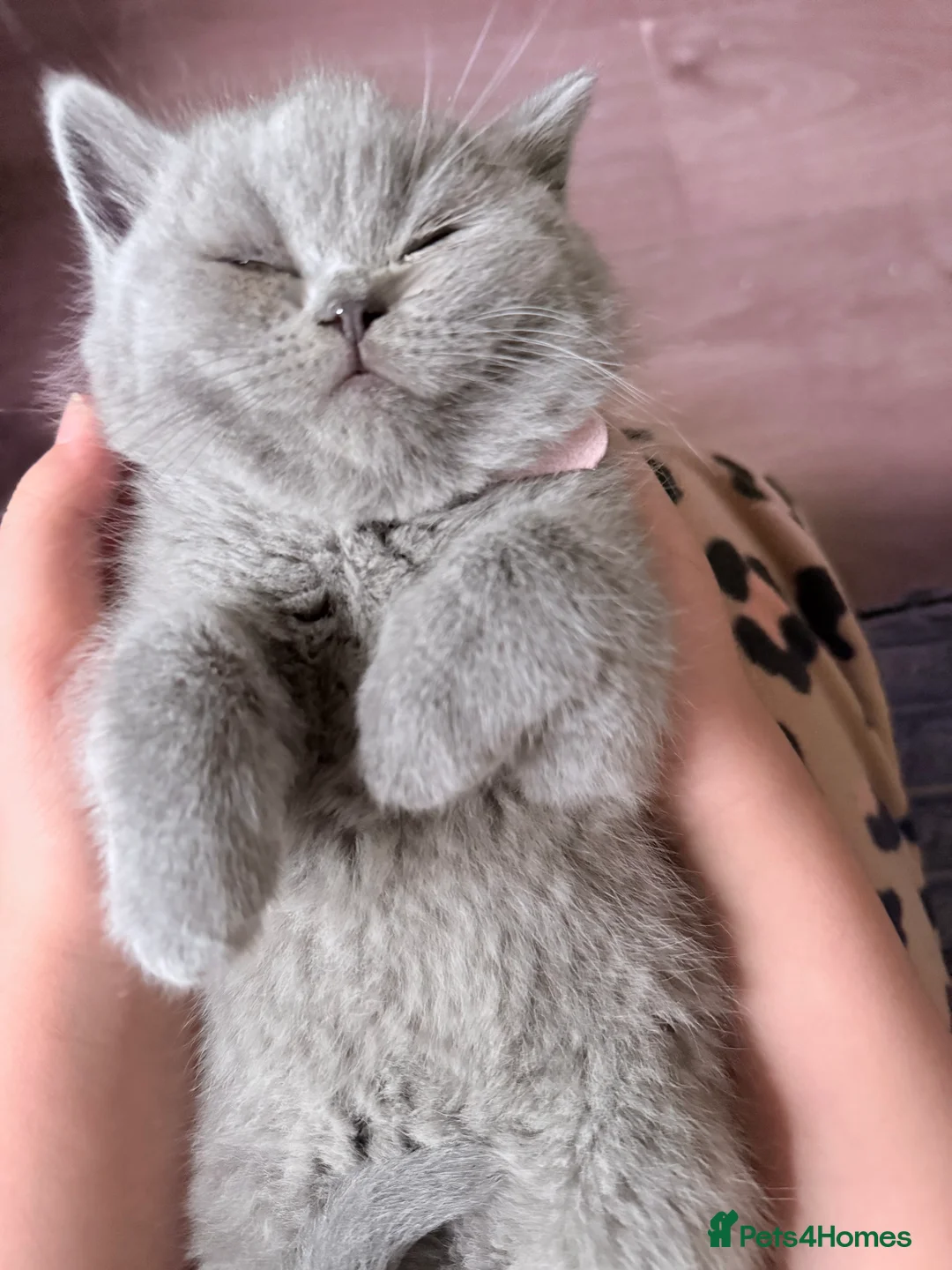 British Shorthair cats for sale: 100% Pure Pedigree Champion line Bsh Reg. Kitten - Advert 7