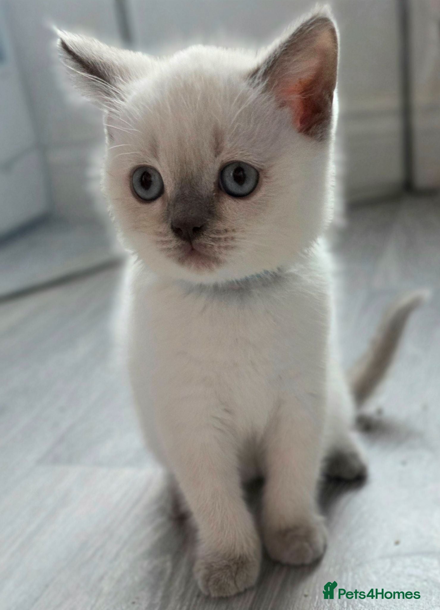 British Shorthair cats Only One Stunning Blue Eyed BSH Male Available  - Advert 1