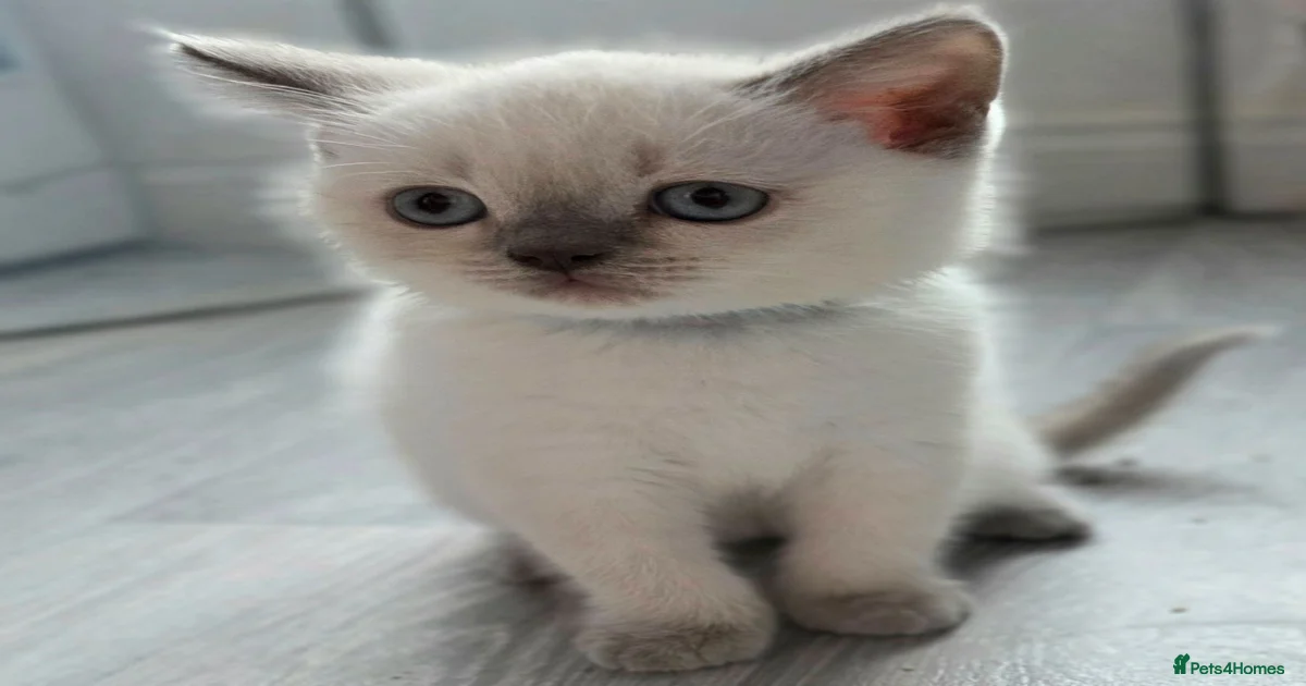 Cat breeds Kittens for sale | Pets4Homes