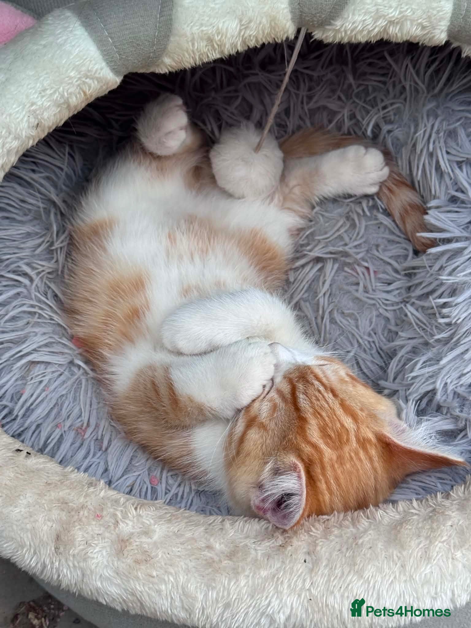 Domestic Shorthair cats Ginger & White Kitten  - Advert 2