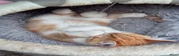 Domestic Shorthair cats for sale: Ginger & White Kitten  - Advert 1