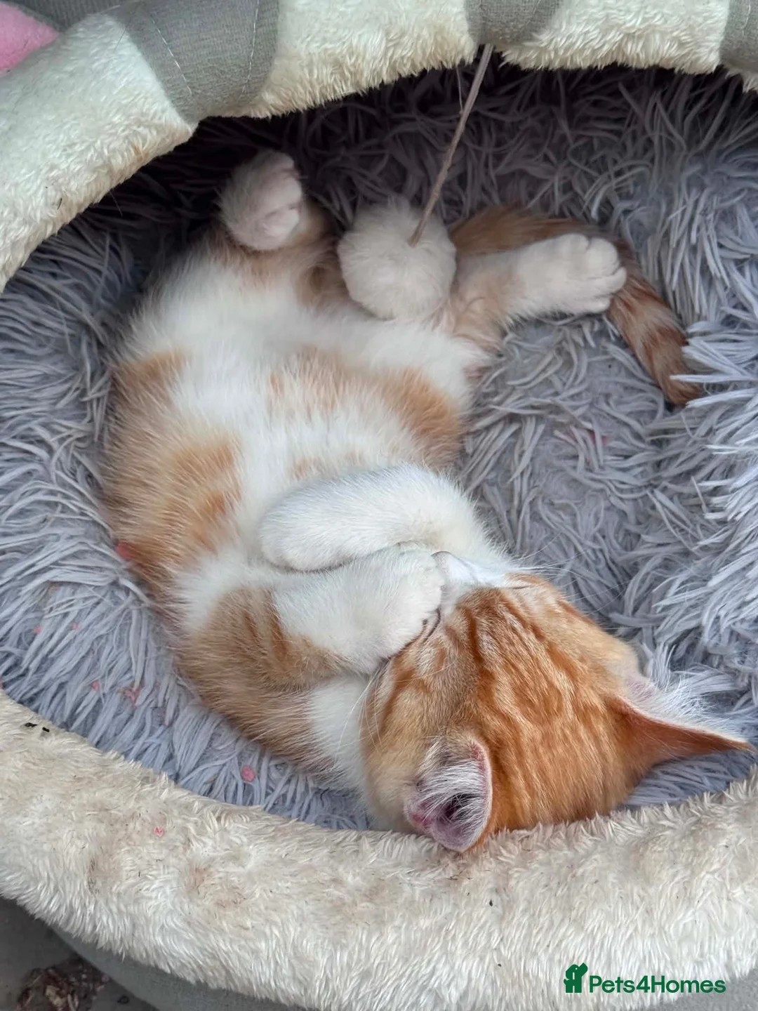 Domestic Shorthair cats for sale: Ginger & White Kitten  - Advert 1