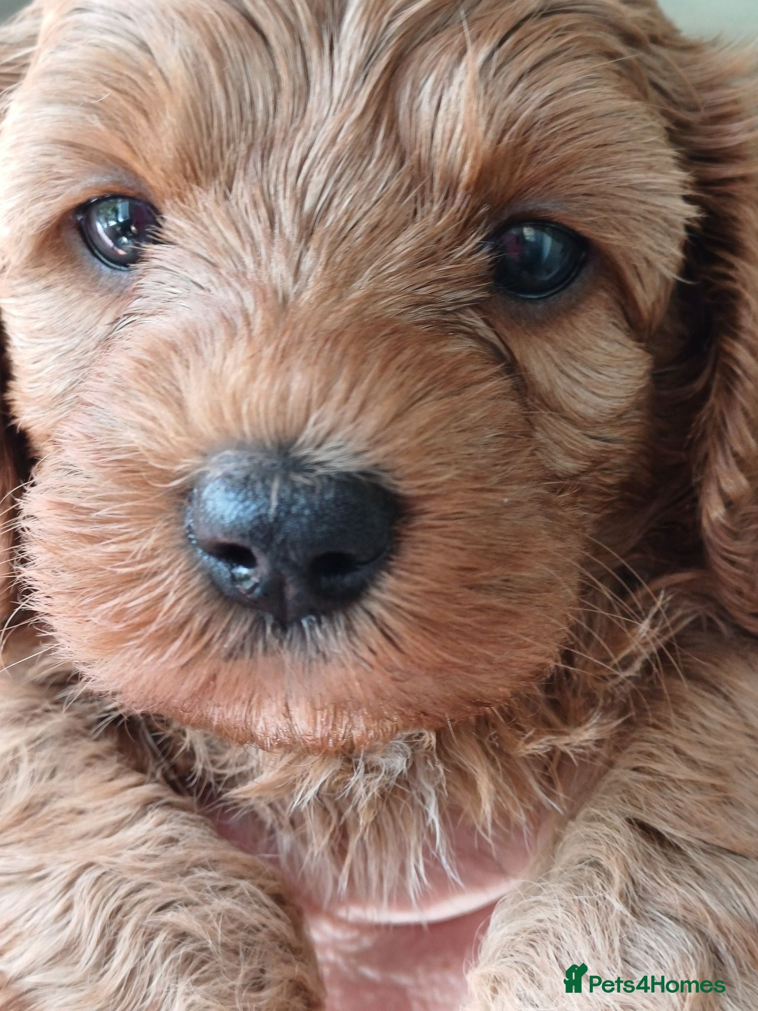 Cavapoo dogs HEALTH-TESTED CAVAPOOS. - Advert 1