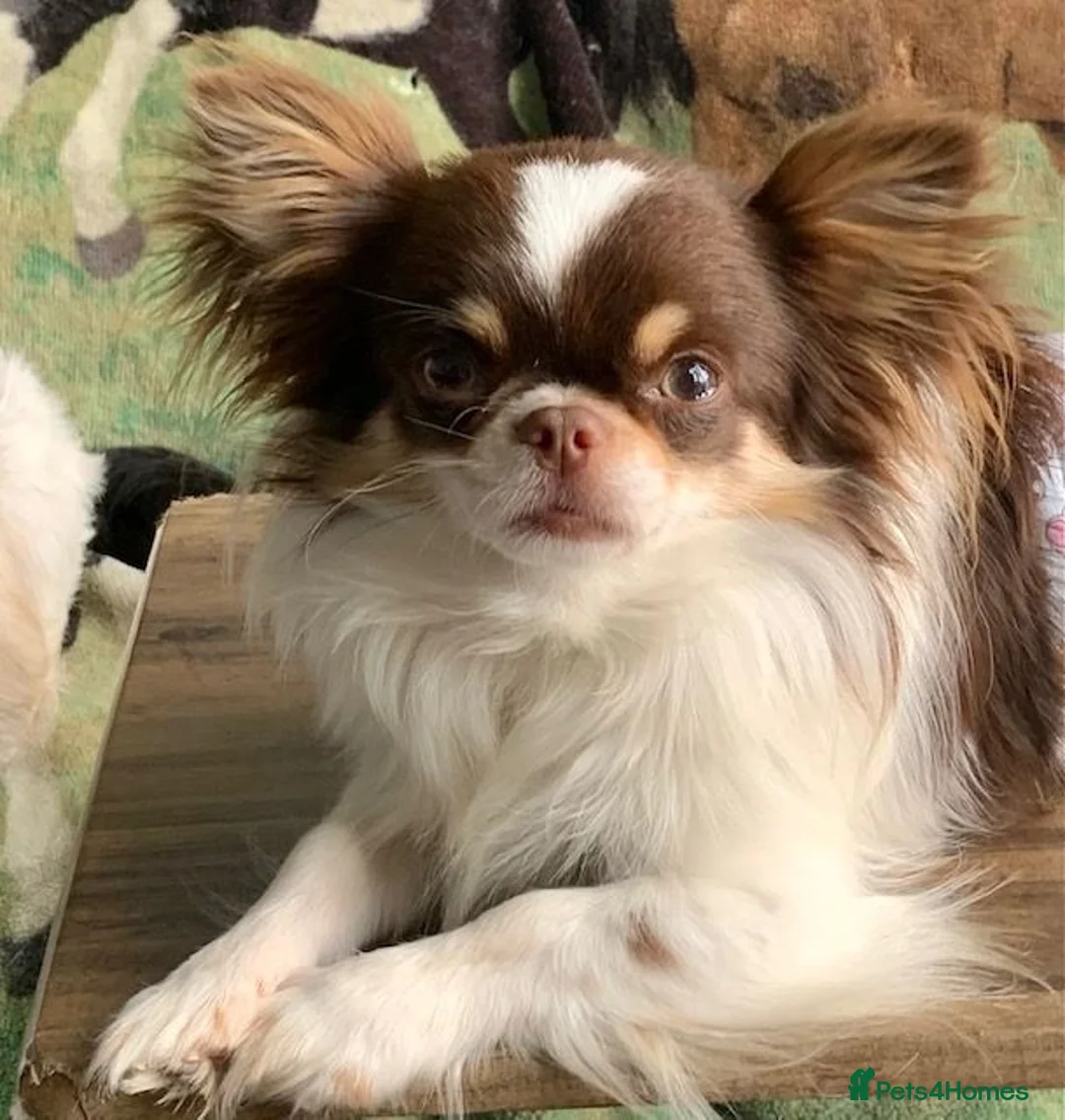 Chihuahua dogs for stud: K.C Russian/Polish Choc and White Chi L/C Stud in Dagenham - Advert 4