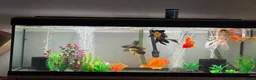 Fancy Goldfish fish for sale: large and small fancy goldfish with tank  - Advert 1