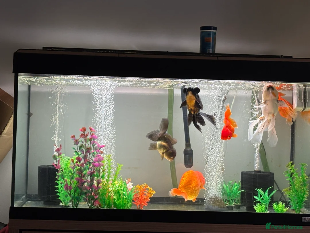 Fancy Goldfish fish for sale: large and small fancy goldfish with tank  - Advert 1