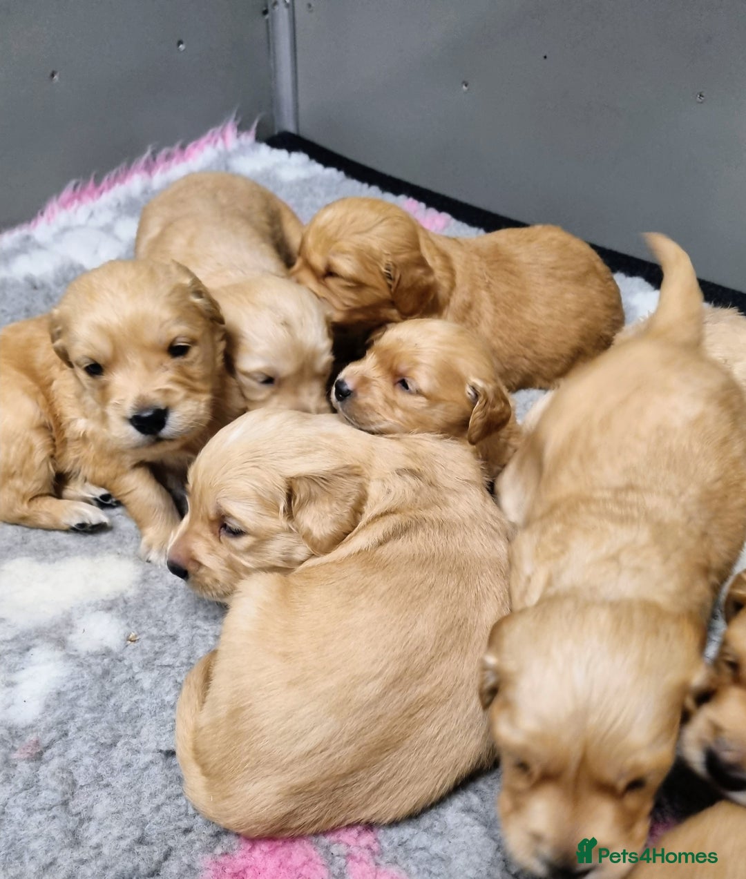 Golden Retriever dogs for sale: Stunning KC Registered Golden Retriever Puppies  - Advert 2