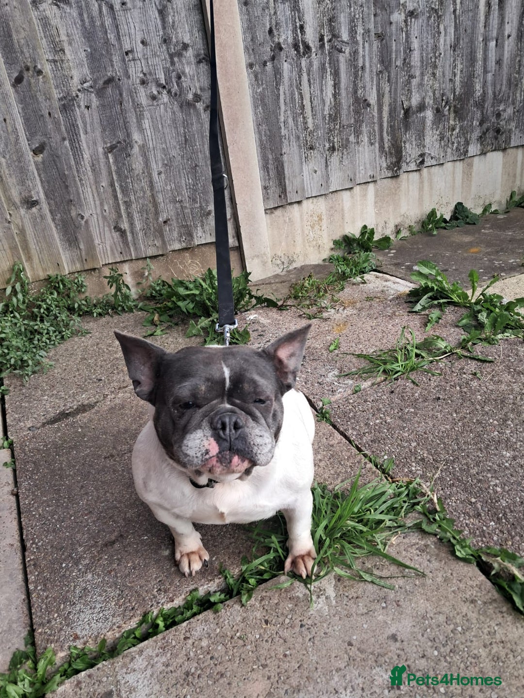 Gallery Image {{count}}