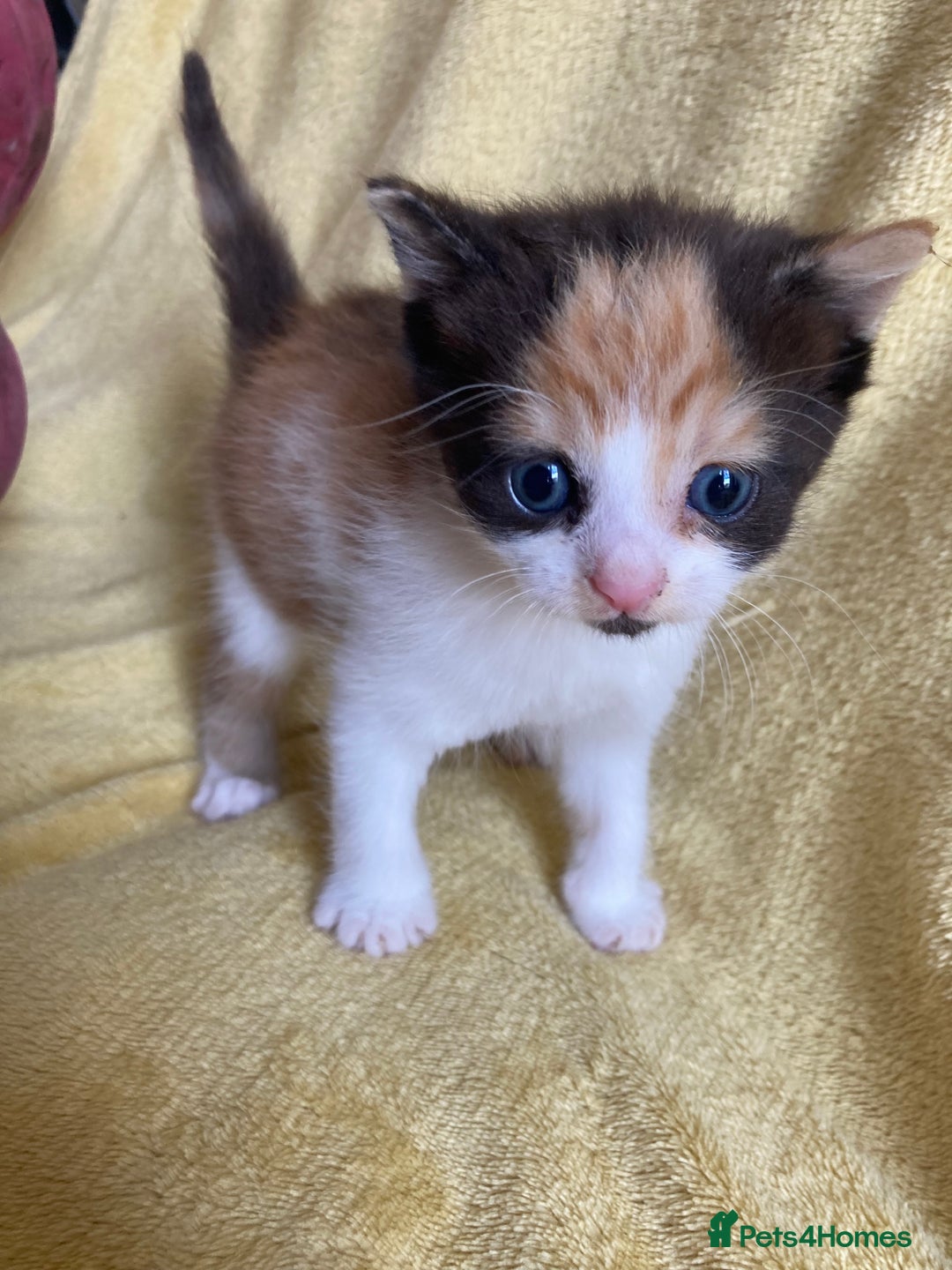 Maine Coon cats for sale: Maine coon x - Image 8