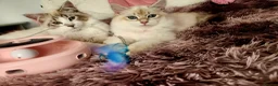 Siberian cats for sale: Siberian Male Kitten GCCF Reg Active Breeding  - Advert 12