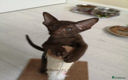 Oriental cats for sale: Stunning Orientals Chocolate (Havana)  - Image 2