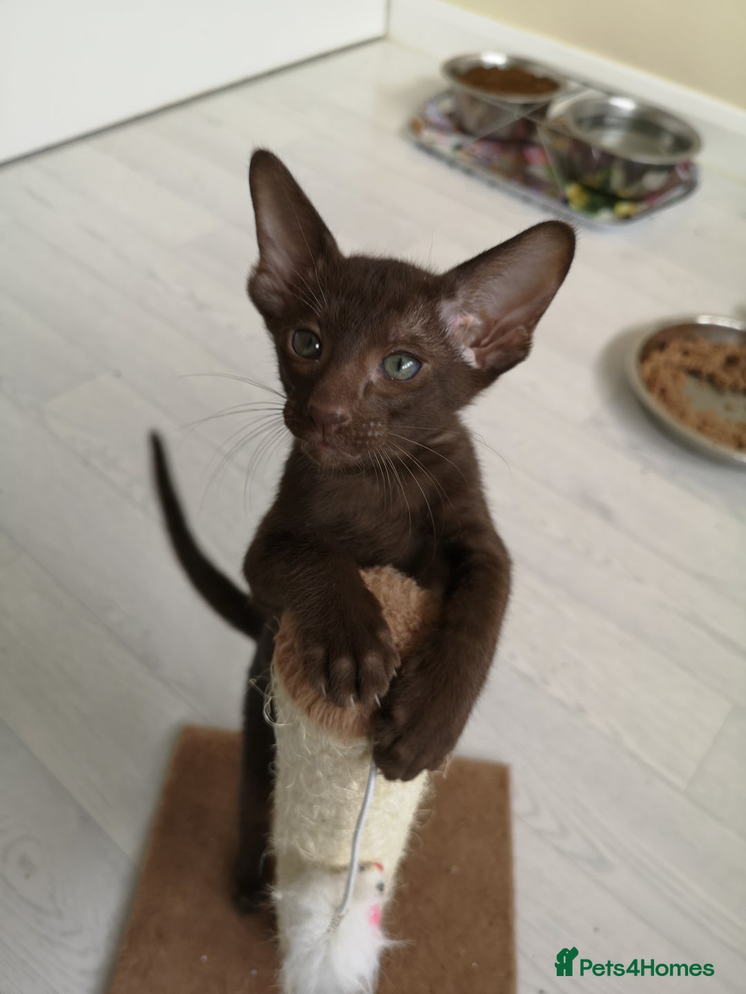 Oriental cats for sale: Stunning Orientals Chocolate (Havana)  - Image 2
