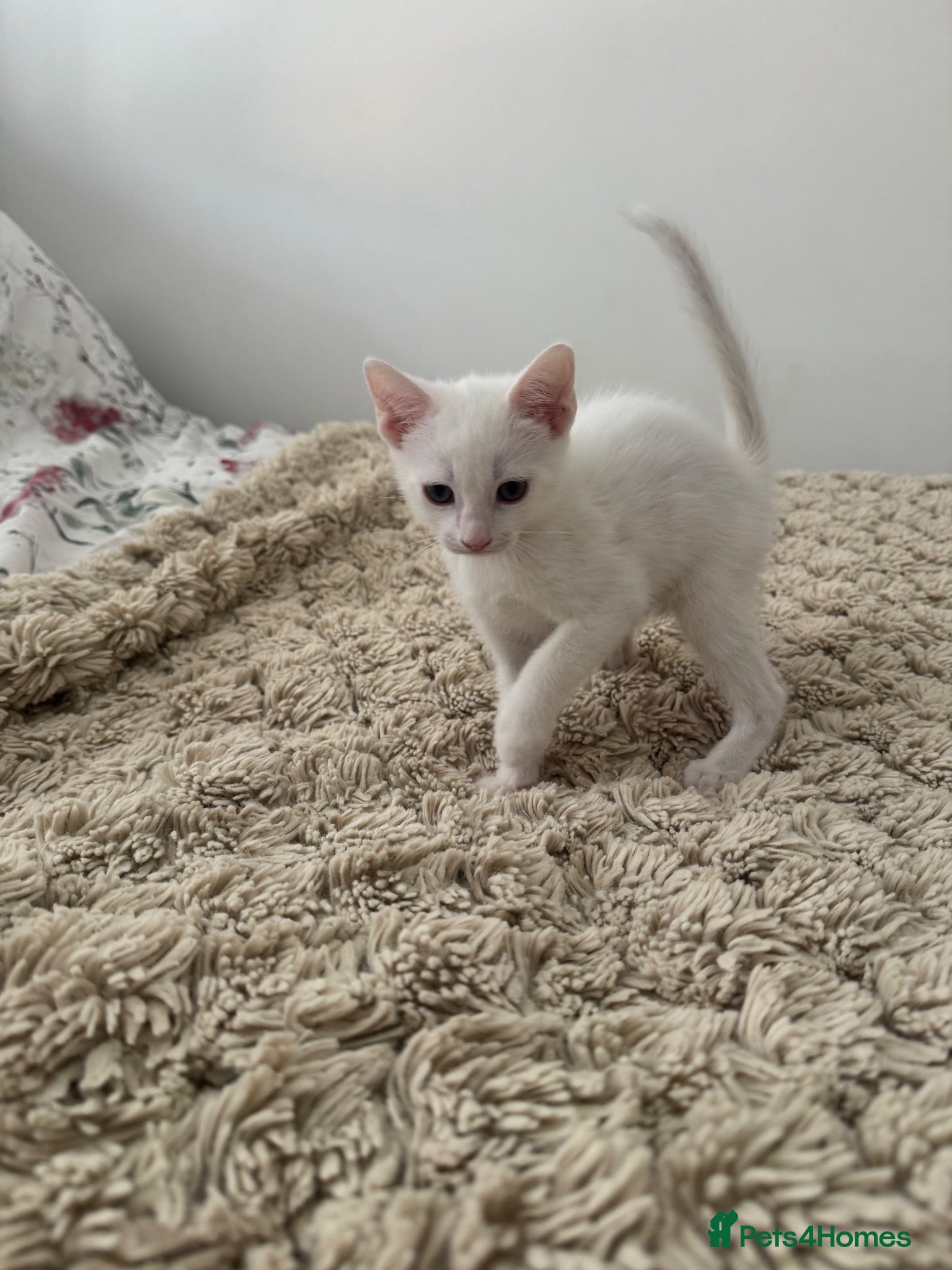 Mixed Breed cats Ready Now Adorable baby boy kittens   - Advert 1