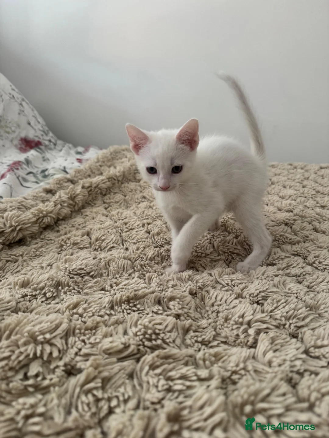 Mixed Breed cats for sale: Ready Now Adorable baby boy kittens   - Advert 1