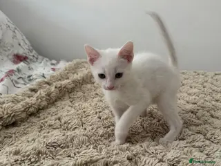 Mixed Breed cats Ready Now Adorable baby boy kittens - Advert 1