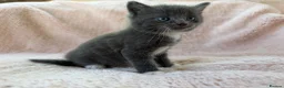 Mixed Breed cats for sale: Beautiful Kittens For Sale  - Advert 1