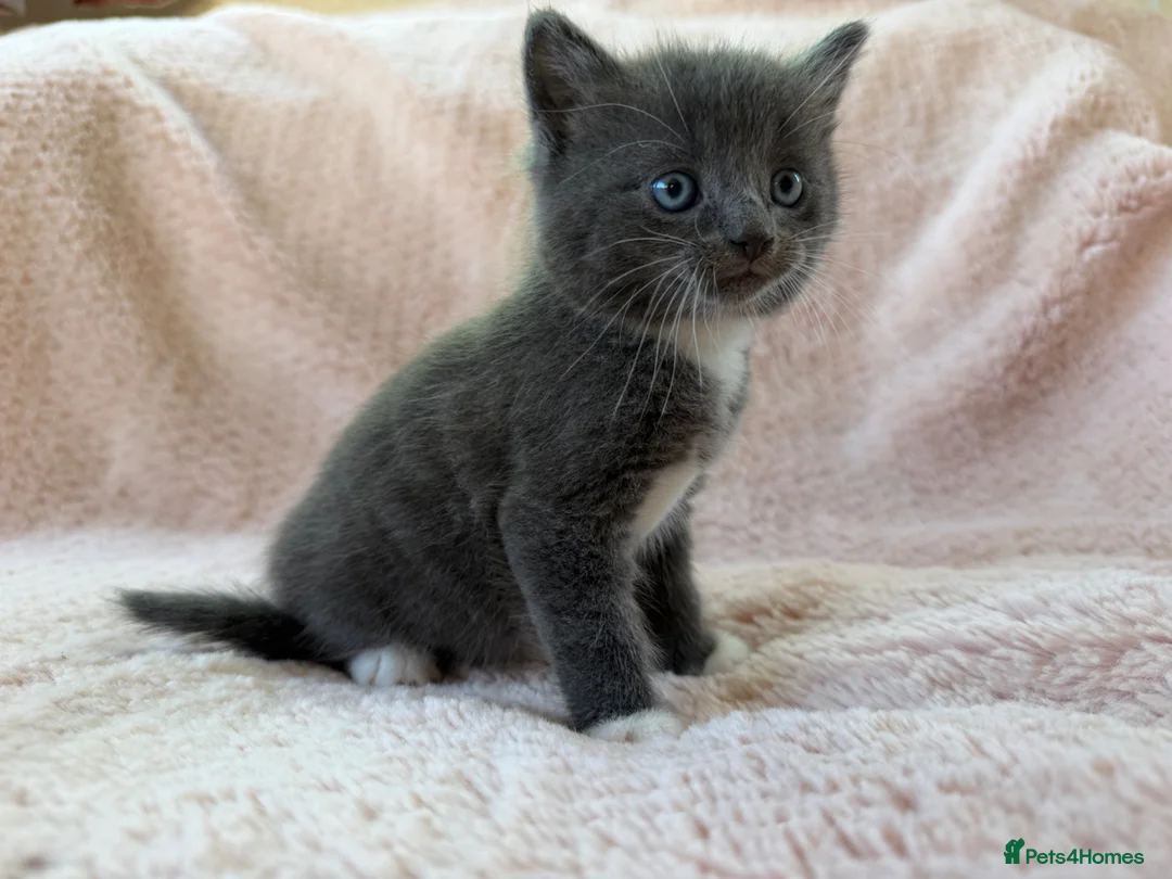 Mixed Breed cats for sale: Beautiful Kittens For Sale  - Advert 1