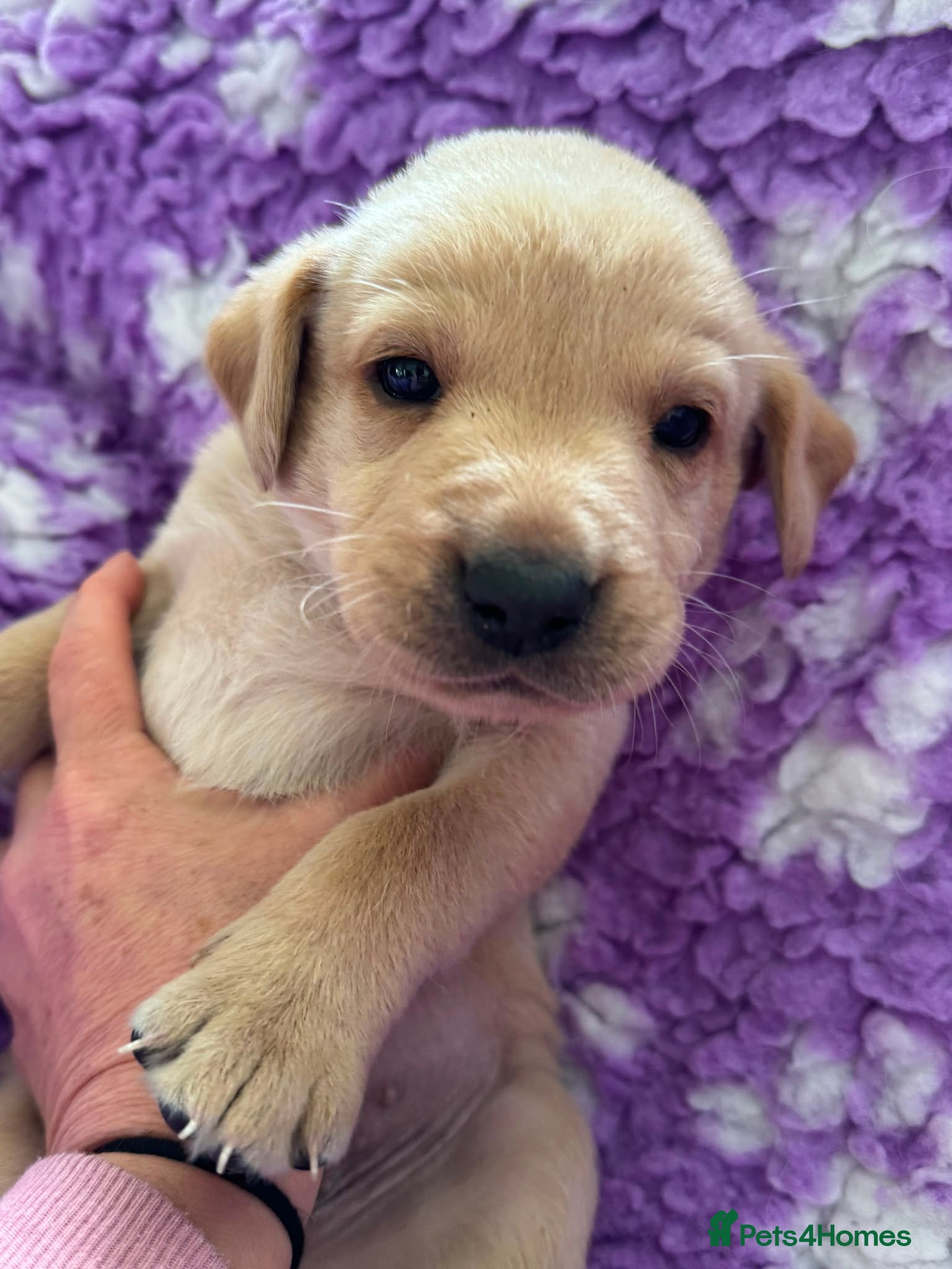 Labrador Retriever dogs for sale: Exceptional Working Labrador Puppies in Cheltenham - Advert 4