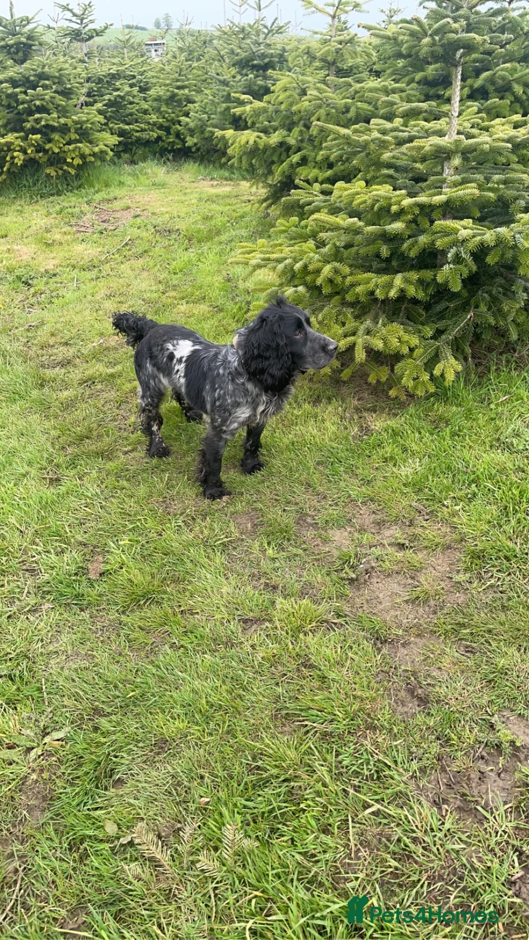 Cocker Spaniel dogs for stud: Stunning Blue Roan Cocker for stud in Tewkesbury - Advert 7