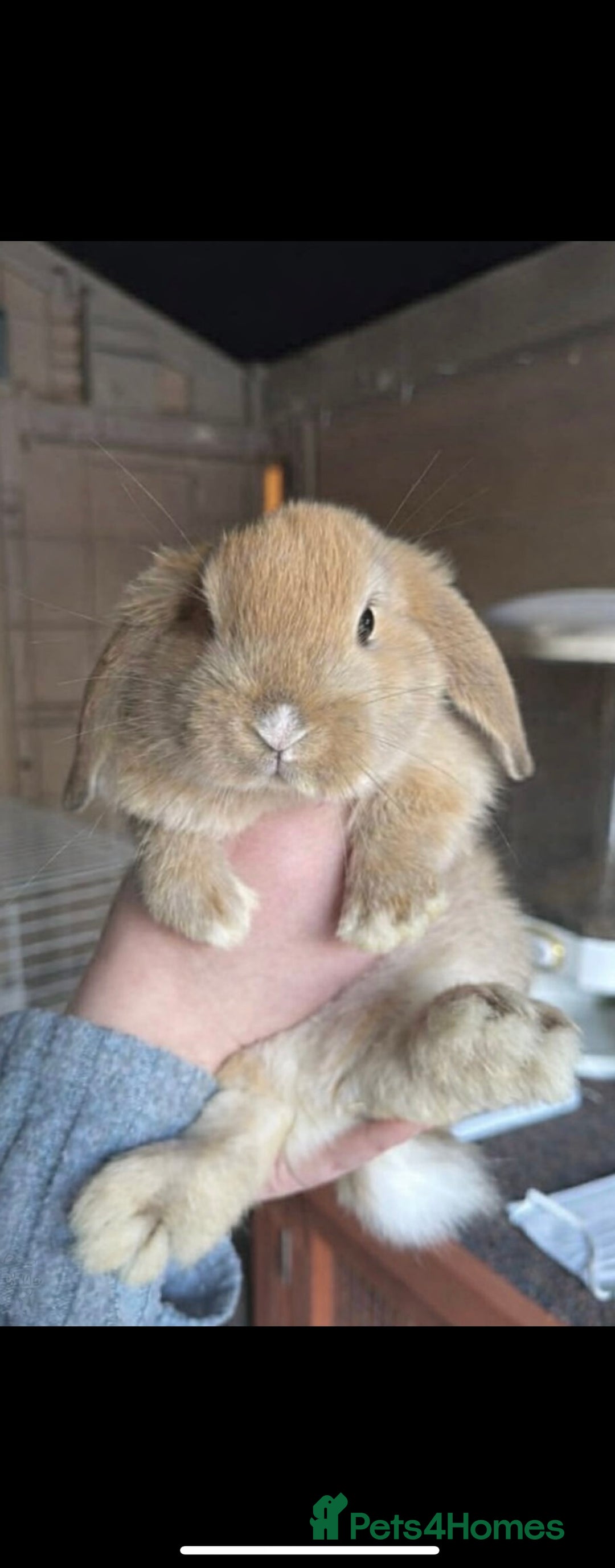 Mini Lop rabbits for sale: Mini Lops Vienna Gene 1 Female and 3 Male  - Advert 8