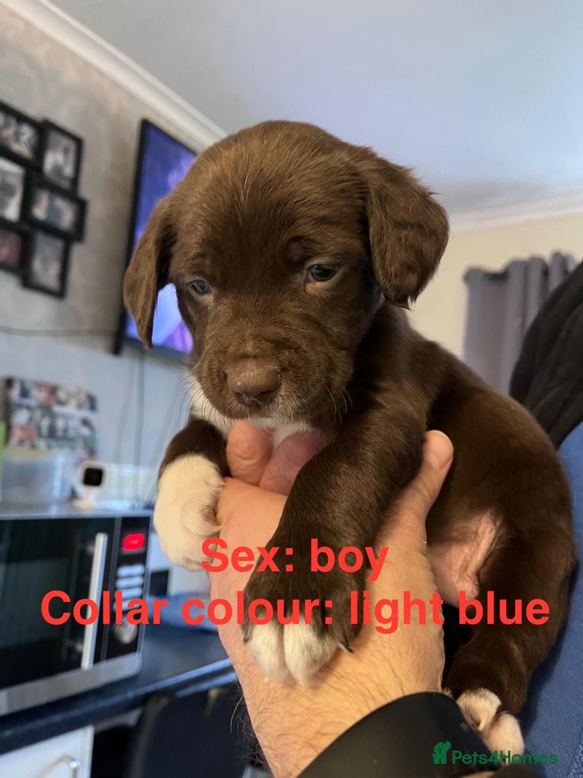 Swedish Lapphund dogs Gorgeous puppies for sale  - Advert 2