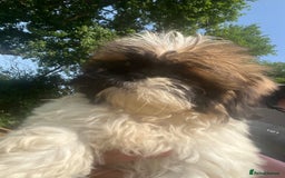 Shih Tzu dogs for sale: lovely shihtzu in Southampton - Image 7