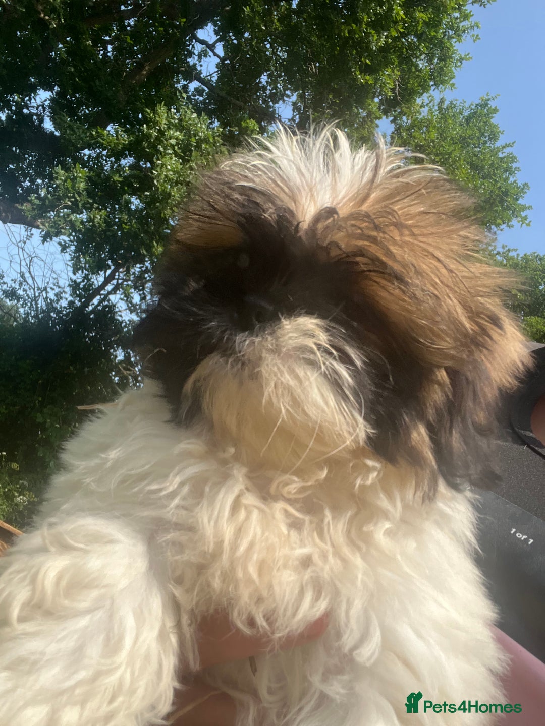 Shih Tzu dogs for sale: lovely shihtzu in Southampton - Image 7