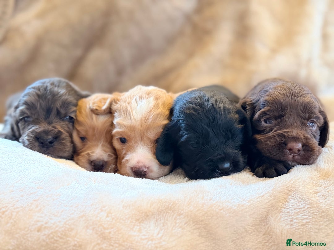 Gorgeous litter of working cocker spaniel puppies for sale in  Stourport-on-Severn | Pets4Homes