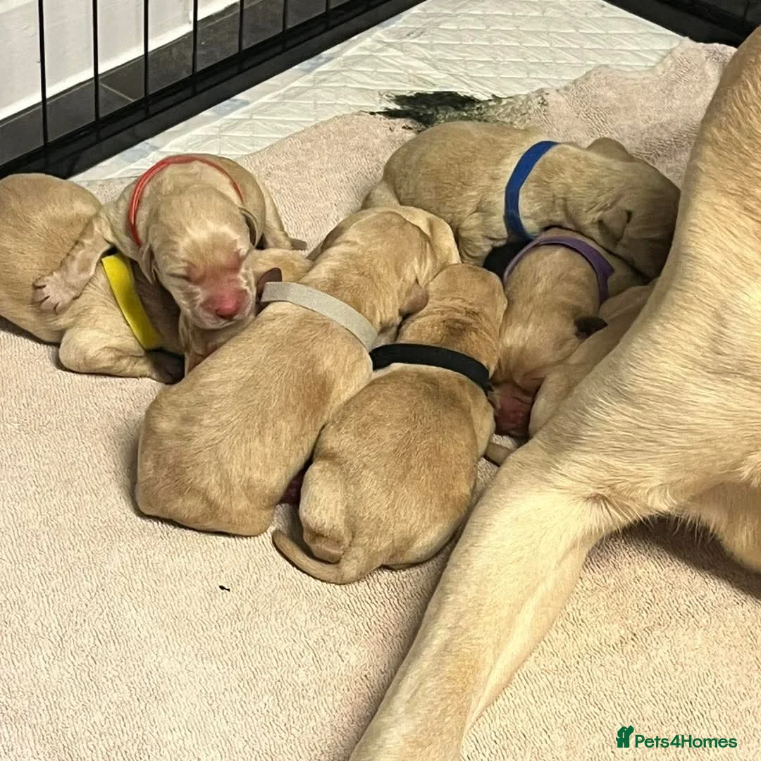 Labrador Retriever dogs for sale: KC registered yellow labrador pups  - Advert 2