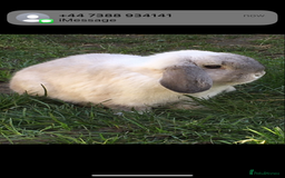 Mini Lop rabbits for sale: Lovely retired mini lop doe!  - Image 4