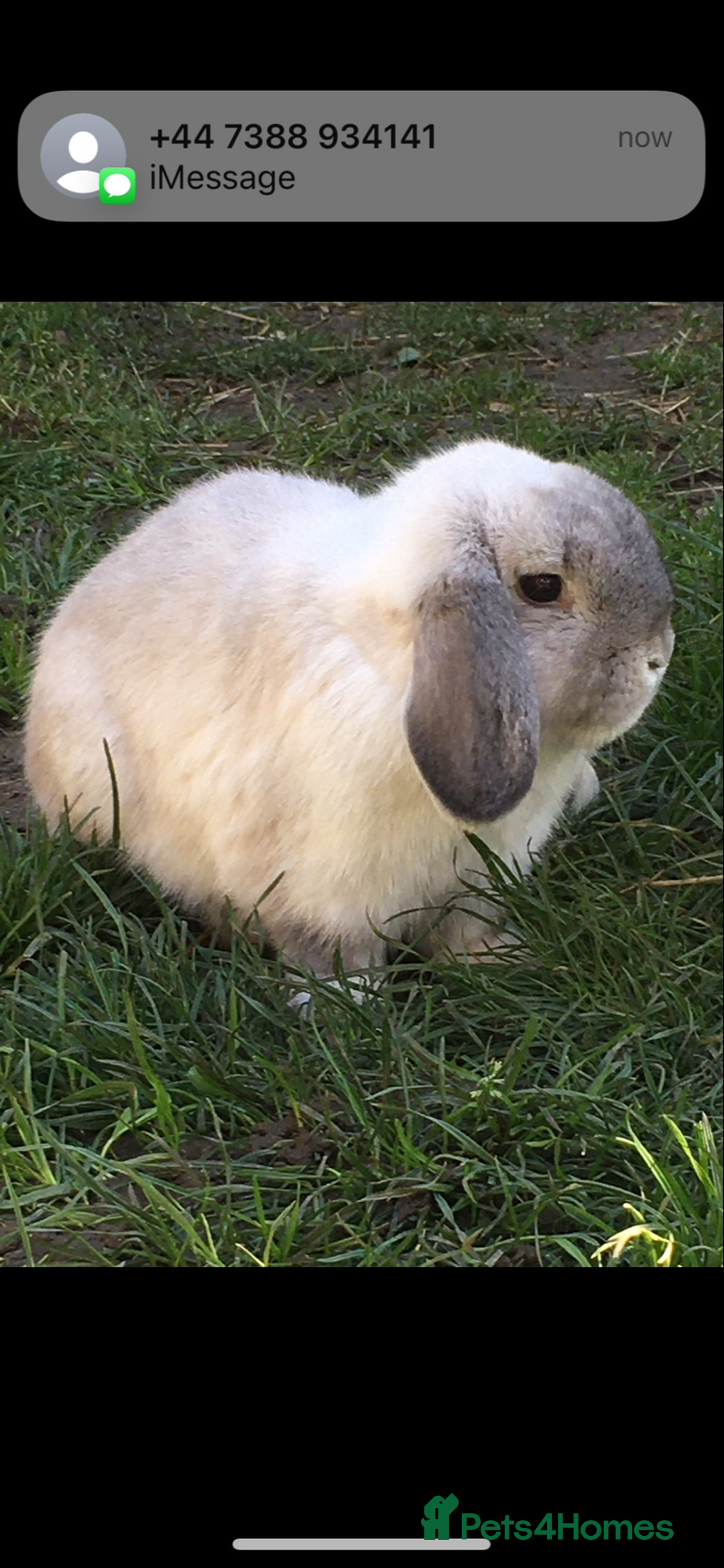 Mini Lop rabbits for sale: Lovely retired mini lop doe!  - Image 4