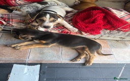 Jack Russell dogs for sale: 🐾Jack Russell Puppies🐾 - Image 34