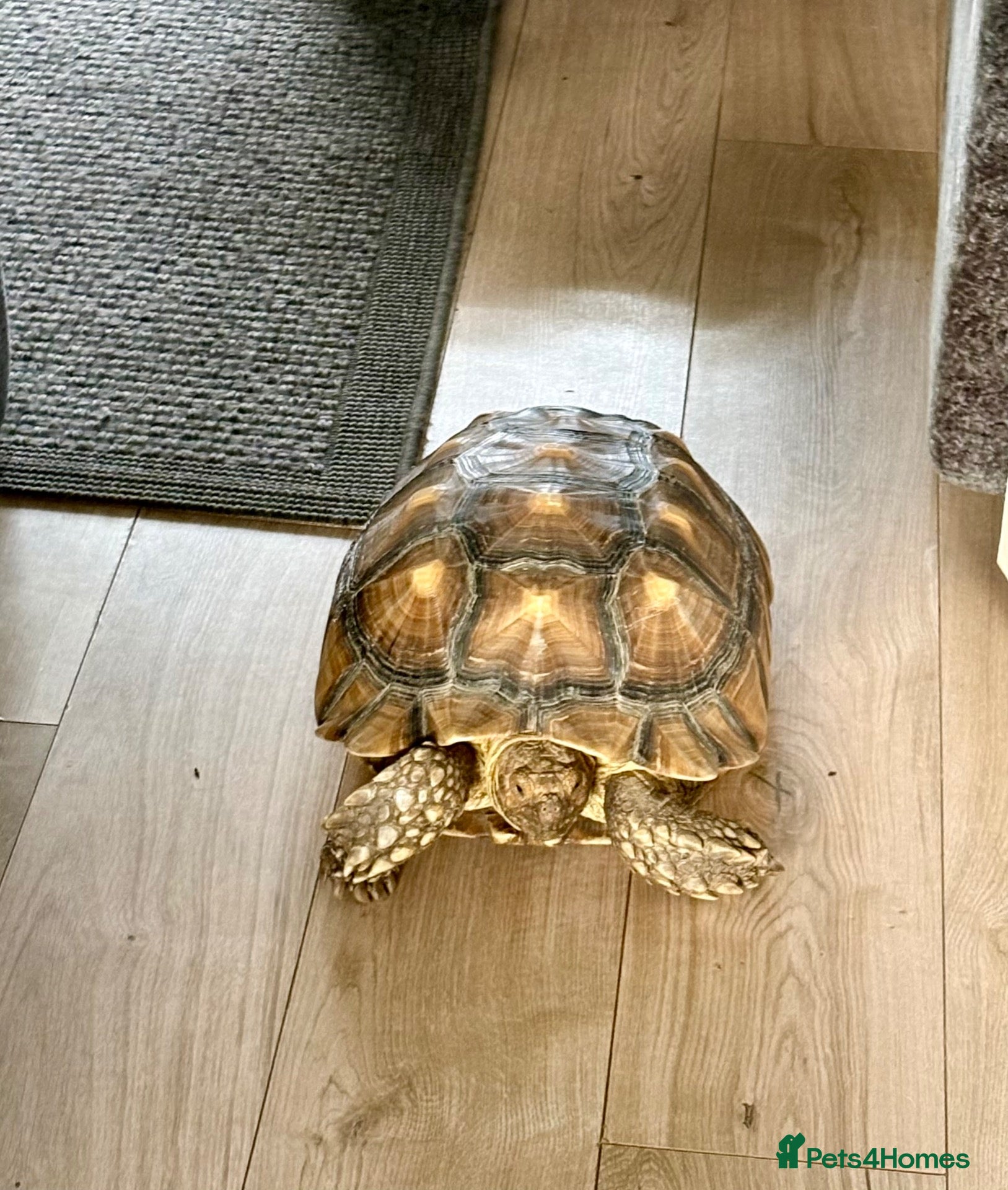 Tortoise reptiles Sulcata tortoise male 6 year old - Advert 1