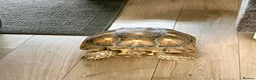 Tortoise reptiles for sale: Sulcata tortoise male 6 year old - Advert 3