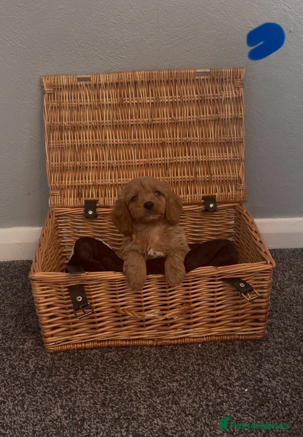 Cockapoo dogs Cockapoo - Advert 1